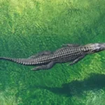 crocodile in body of water