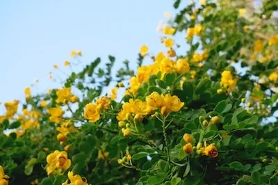 Decoding the Positive Implications of Dreaming About Yellow Flowers