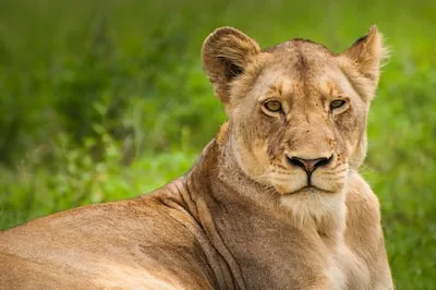 Dreaming of a Lioness: Exploring Symbols of Strength and Protection