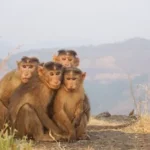four brown monkeys sitting side by side during daytime
