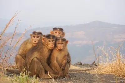 Meaning Behind Dreaming of Monkeys Eating Ice Cream: Joy and Playfulness