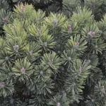 green and purple plant leaves