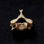 close-up photo of brown bone