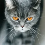 gray cat