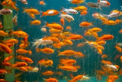 Unlocking the Prosperous Meaning of Goldfish Dreams