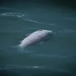 a fish that is swimming in some water