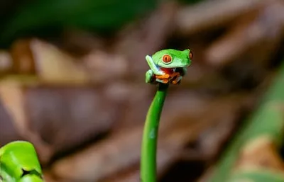 Unlocking the Meaning of Dreaming about Kissing a Frog into Royalty