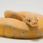 yellow and white snake on white surface
