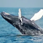 blue whale on sea