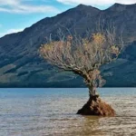 tree on body of water during daytime