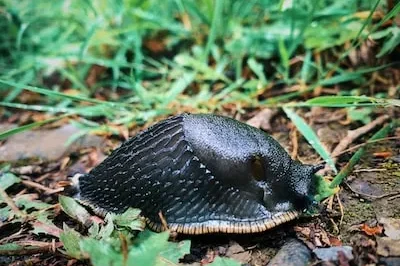 Interpreting Big Slug Dreams: Meanings, Personal Growth, and Transformation