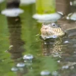 a frog in the water