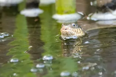 Dreaming of Snakes in Water: Unveiling Transformation and Renewal