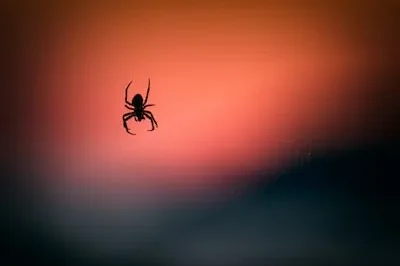 Exploring the Meaning behind Dreams of Being Chased by Spiders