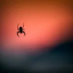 silhouette photography of spider