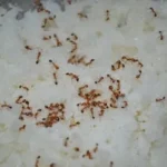 swarm of fire ants on rice