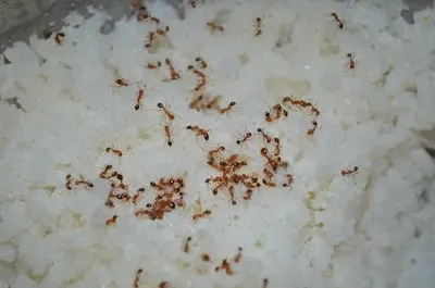 Cracking the Meaning of White Rice Dreams