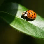 closeup photography of ladybug on leaf