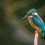 selective focus photography of blue kingfisher