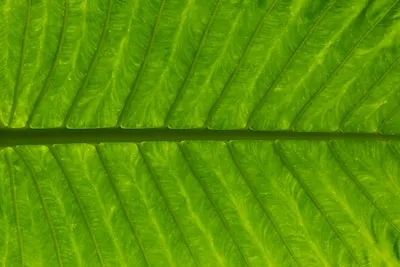 Dreaming of a Green Papaya Tree: Unveiling Prosperity, and Renewal Symbolisms