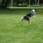 a dog catching a frisbee in a park