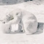 a couple of polar bears playing in the snow