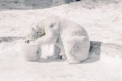 Decoding the Meaning Behind Polar Bear Dreams