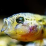 closeup photo of yellow and black fish