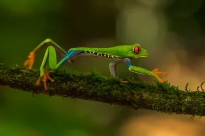 Understanding Personal Growth: The Symbolism of Dreaming About Frogs