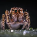macro shoot photography of brown spider