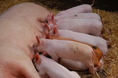 Dreaming of Pigs Giving Birth: Insights into Growth and Success