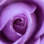 purple rose in close up photography
