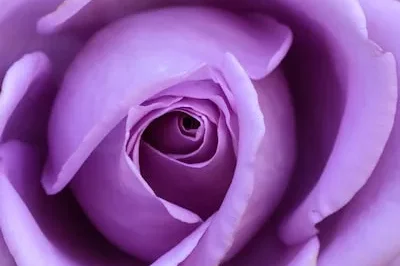 Dreaming of Purple Flowers: Unveiling Meaning and Transformation Insights