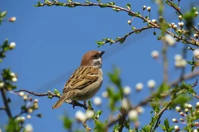 Exploring the Meaning of Dreaming about a Dead Sparrow