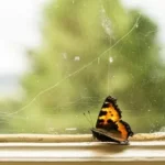 orange black and white butterfly on spider web during daytime