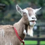 close-up photo of goat