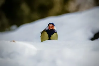 Exploring the Meaning of Dreaming About Eating Snow: Emotional Release and Growth