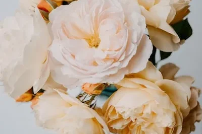 Dreaming of Peach Roses: Exploring Symbolism and Meanings
