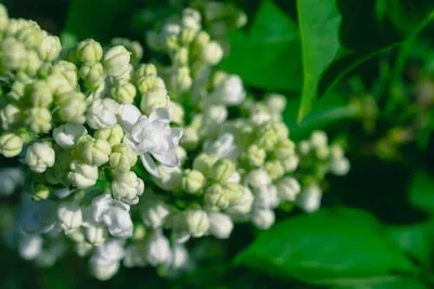 Dreaming About Lilac Bushes: Meanings and Emotional Insights