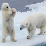 two polar bears