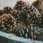 bucket of brown pine cones