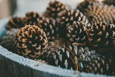 Dreaming of Pinecones: Meaning of Growth and Potential