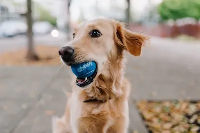 Dreaming About Golden Labradors: Unveiling Emotional and Psychological Meaning