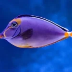 blue and orange tang fish