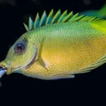 two fish peeking on mouth of yellow and green fish