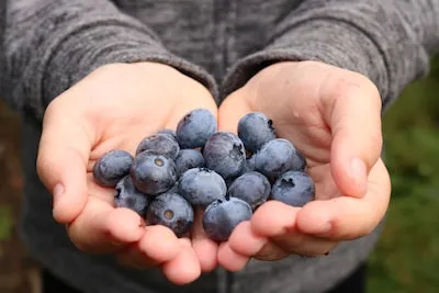 Dreaming of Blueberry Yogurt: Discovering Abundance and Growth Meaning