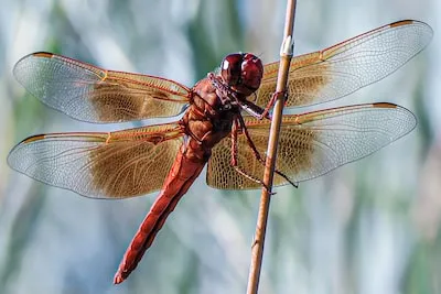 Uncovering the Meaning of a Dragonfly Landing on a Loved One in a Dream
