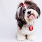 a brown and white dog with a red bow on it's head