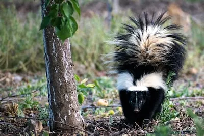 Unveiling the Meaning of Skunk Dreams: Protection and Calmness