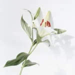 white and red flower with green leaves